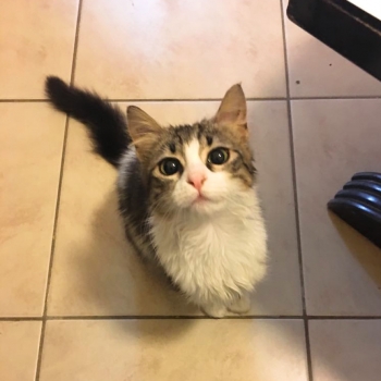 A young cat looking up hoping for a treat