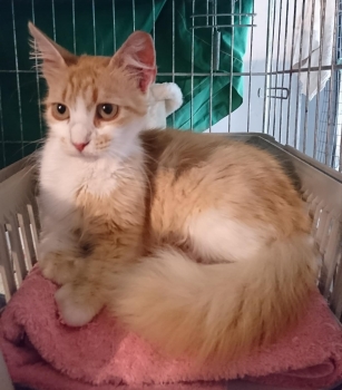 A gorgeous fluffy pale peach colored young who is cat ready to be adopted