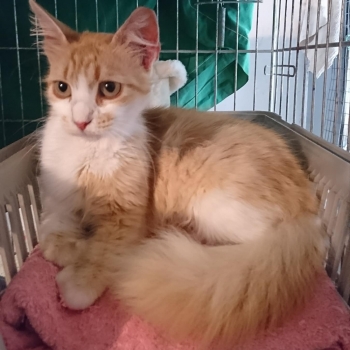 A gorgeous fluffy pale peach colored young who is cat ready to be adopted