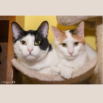 A black and white cat and a white cat with orange and black on her head sit side by side