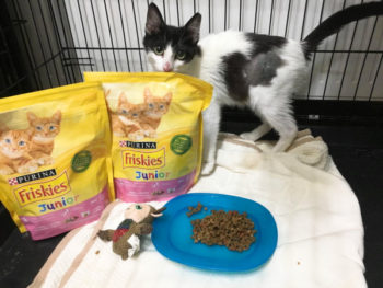 A black and white cat standing behind bags of cat food donated by Purina