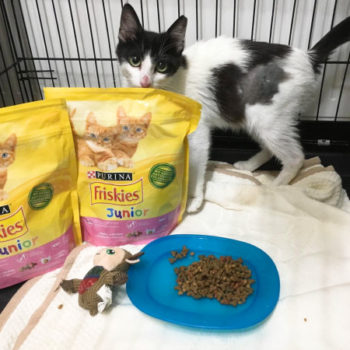 A black and white cat standing behind bags of cat food donated by Purina