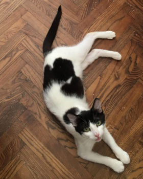 A black and white cat lying on a wooden floor looking up at the camera.