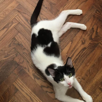 A black and white cat lying on a wooden floor looking up at the camera.