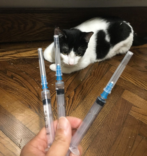 A hand holding 3 syringes in front of the black and white cat they are meant for.