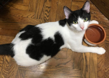 A black and white cat with her arms around her water bowl looks up at us with green eyes.
