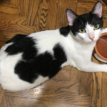 A black and white cat with her arms around her water bowl looks up at us with green eyes.