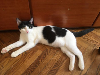 A black and white cat lying on a wooden floor.