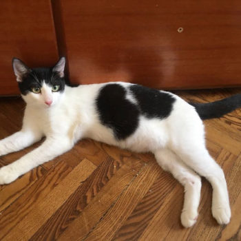 A black and white cat lying on a wooden floor.