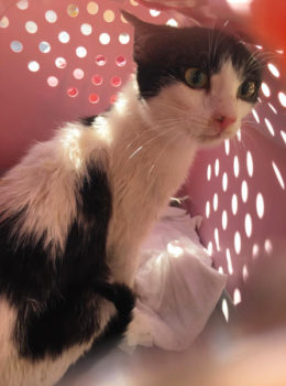 A black and white cat rescued from the street sitting in her carrier.