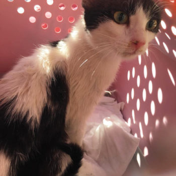 A black and white cat rescued from the street sitting in her carrier.