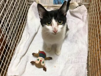 A black and white cat looks up at us from her cage. A cat toy sits near her.