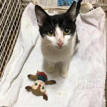 A black and white cat looks up at us from her cage. A cat toy sits near her.