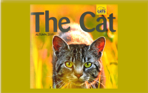 Part of magazine cover for 'The Cat'