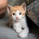 Μια φωτογραφία που δείχνει ένα γλυκό λευκό με πορτοκαλί γατάκι.