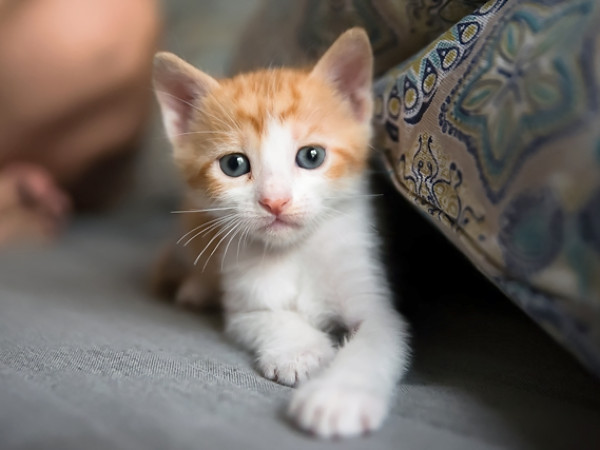 Μια φωτογραφία που δείχνει ένα γλυκό λευκό με πορτοκαλί γατάκι.