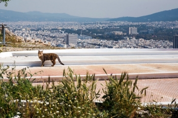 Μια πανέμορφη φωτογραφία μιας αδέσποτης γάτας με φόντο πανοραμική θέα από την πόλη της Αθήνας.