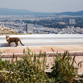 A beautiful photo of a stray cat with a scenic view of the city of Athens in the background