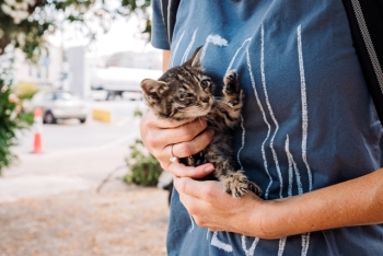 A person holding a very small tiger kitten