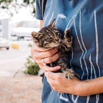 A person holding a very small tiger kitten