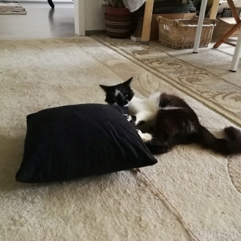 A fluffy tuxedo cat is playing on the floor with a black pillow.