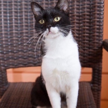 Ένας γλυκός ασπρόμαυρος γάτος κάθεται σε μια καρέκλα και κοιτάζει κάτι έξω από το φωτογραφικό κάδρο.