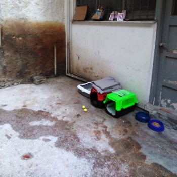 A space with cat carriers, litter tray, toys and plastic food bowls.