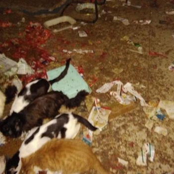 Cats eating from the floor in a filthy basement.