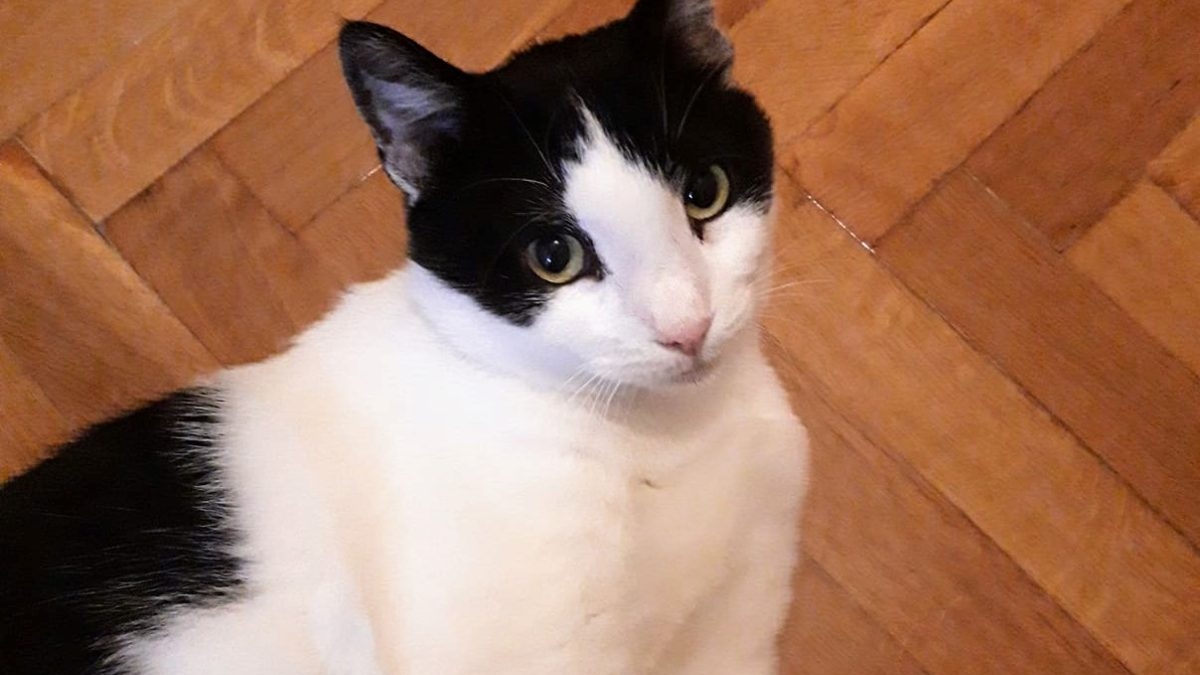 An adorable black and white cat is looking into the camera while lying on a wooden floor.