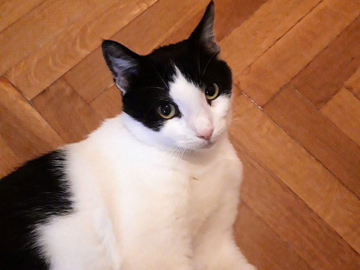 An adorable black and white cat is looking into the camera while lying on a wooden floor.