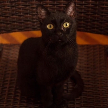 A black cat with piercing green eyes is looking straight into the camera while sitting on a wooven chair.