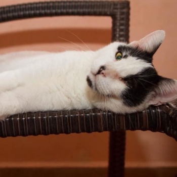 A one-eyed white with black spots cat is looking into the camera while lying comfortably on a chair.