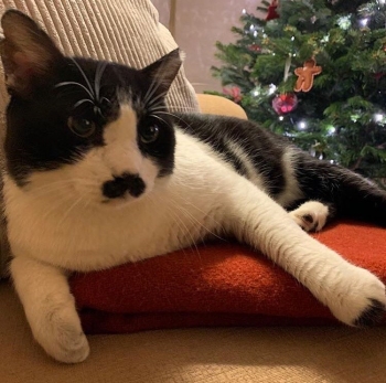 A black and white cat with a black mustache is sitting on a red blanket with the Christmas tree in the background.