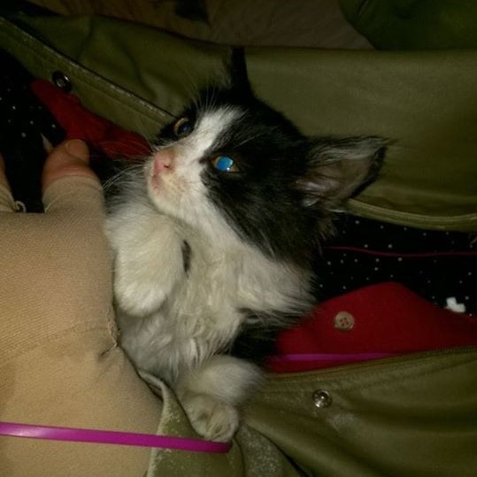 A tiny black and white kitten in someone's jacket pocket.