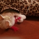 A ginger kitten is playing from inside a leopart cat tunnel with a red feather toy.