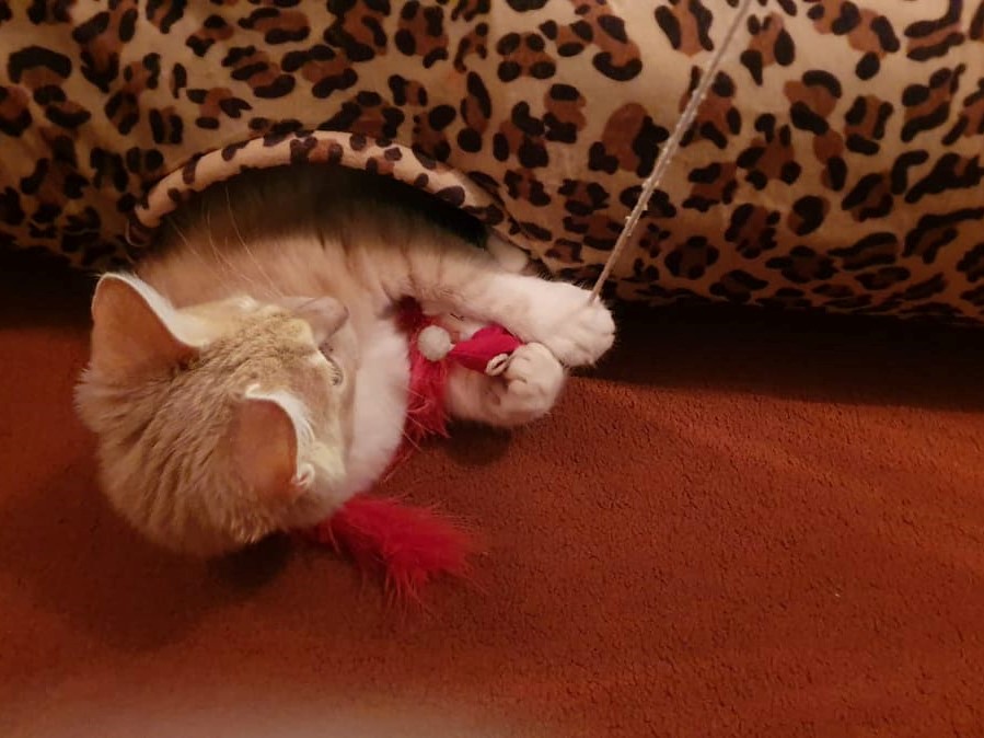 A ginger kitten is playing from inside a leopart cat tunnel with a red feather toy.
