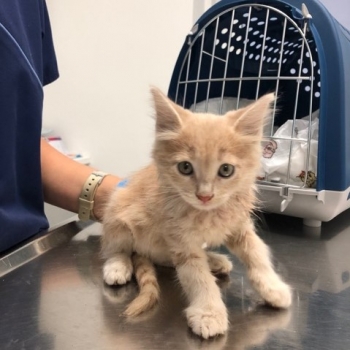 A tiny apricot kitten at the vet's office while looking into the camera.