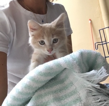 A beautiful peach kitten with grey eyes is looking into the camera while a person holds her wrapped in a towel.
