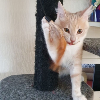 A smart looking apricot kitten playing on her cat tree.