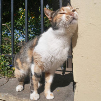 A calico cat, outdoors, rubs her cheek against the corner of a cement wall