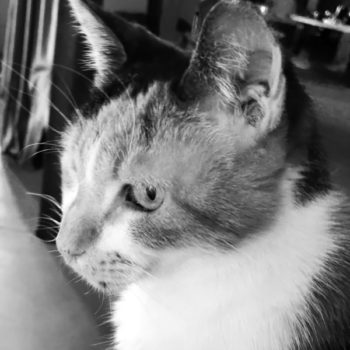 A black and white picture of a lady cat from the streets of Athens