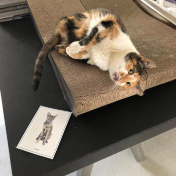 A tricolored lady cat from the streets of Athens lying on a scratching board. A card with a cat illustration lies on the table