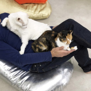 Two cats, one white, the other a calico lady cat from the streets of Athens, sit on a man's lap