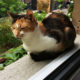 A tricolored lady cat from the streets of Athens sitting contentedly in a window of her new home
