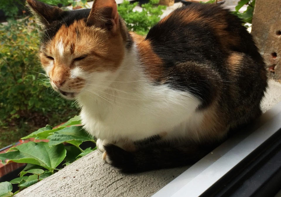 A tricolored lady cat from the streets of Athens sitting contentedly in a window of her new home