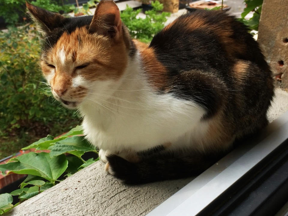 A tricolored lady cat from the streets of Athens sitting contentedly in a window of her new home