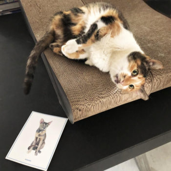 A tricolored lady cat from the streets of Athens lying on a scratching board. A card with a cat illustration lies on the table