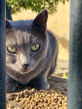 Cat fans will enjoy this photo of a pretty grey cat with green eyes behind a fence about to eat her dry food