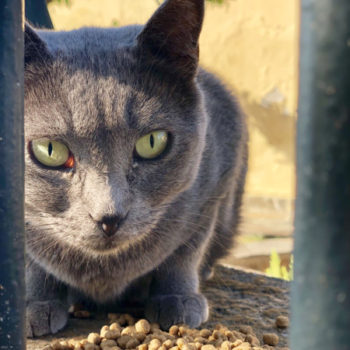 Cat fans will enjoy this photo of a pretty grey cat with green eyes behind a fence about to eat her dry food