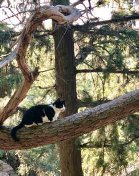 Cat fans will enjoy this photo of a black and white cat sitting on a thick branch of a pine tree
